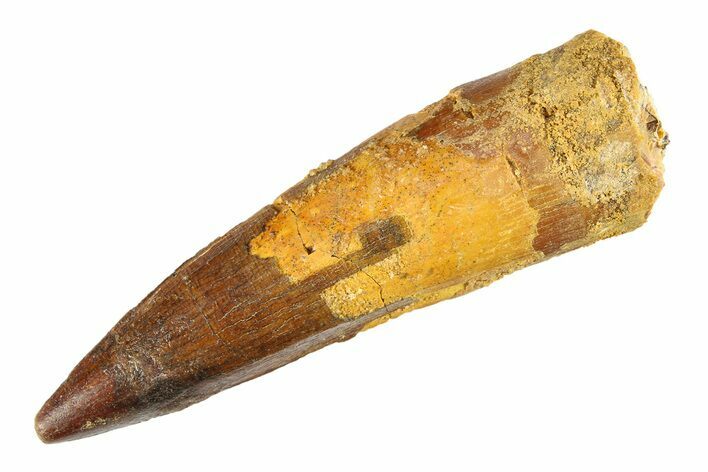 Bargain, Fossil Spinosaurus Tooth - Composite Tip #298137